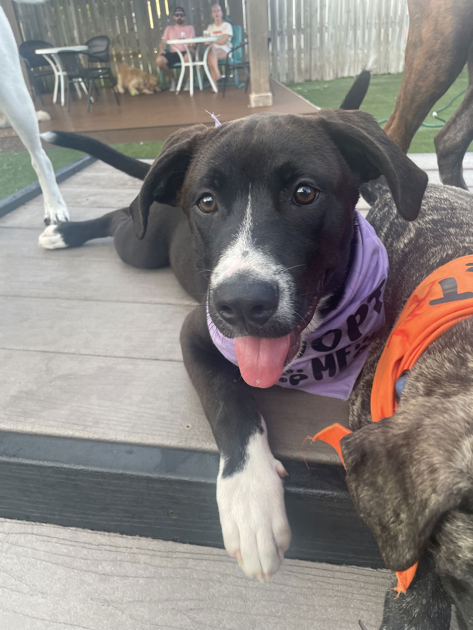 adoptable Dog in Mobile, AL named Shadow