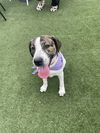 adoptable Dog in , AL named Lady 2