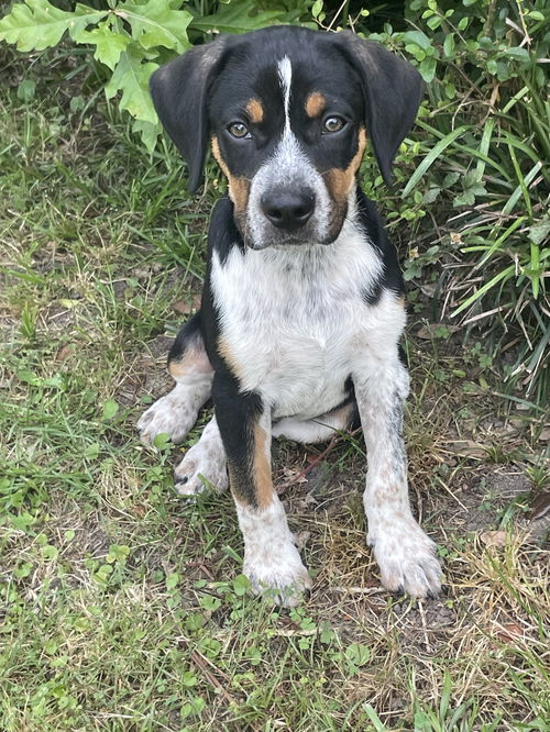 Louie