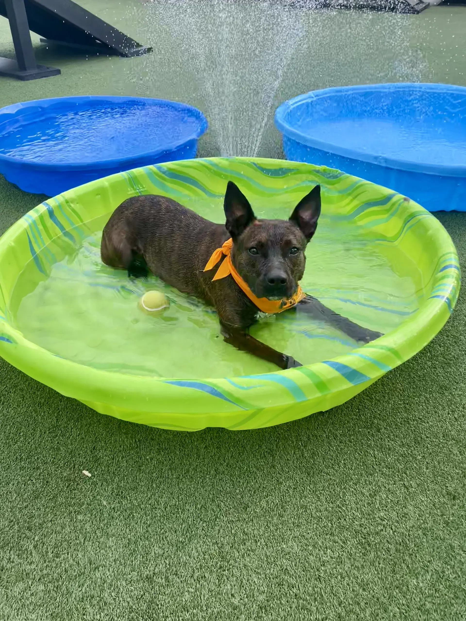Faye - Hound Mix