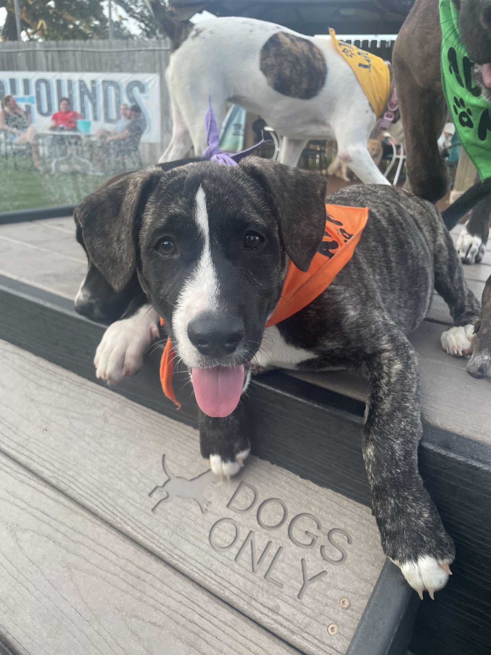 adoptable Dog in Mobile, AL named Shaggy Dog