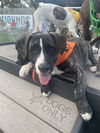 adoptable Dog in Mobile, AL named Shaggy Dog