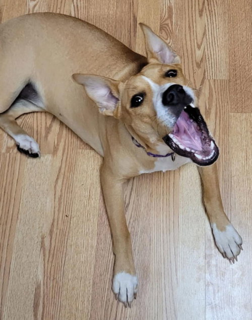 LADY 3 - Catahoula Leopard Dog / Terrier available for adoption