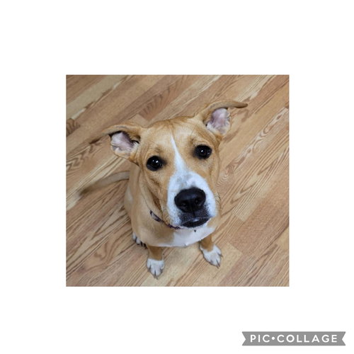 picture of the dog needing adoption