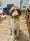 adoptable Dog in  named Bruno