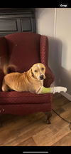 adoptable Dog in  named Buddy HBC