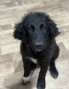 adoptable Dog in  named Leo