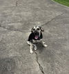 Otis