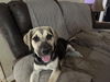 adoptable Dog in Mobile, AL named Teddy