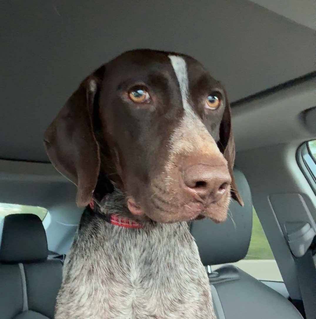 adoptable Dog in Mobile, AL named Nya
