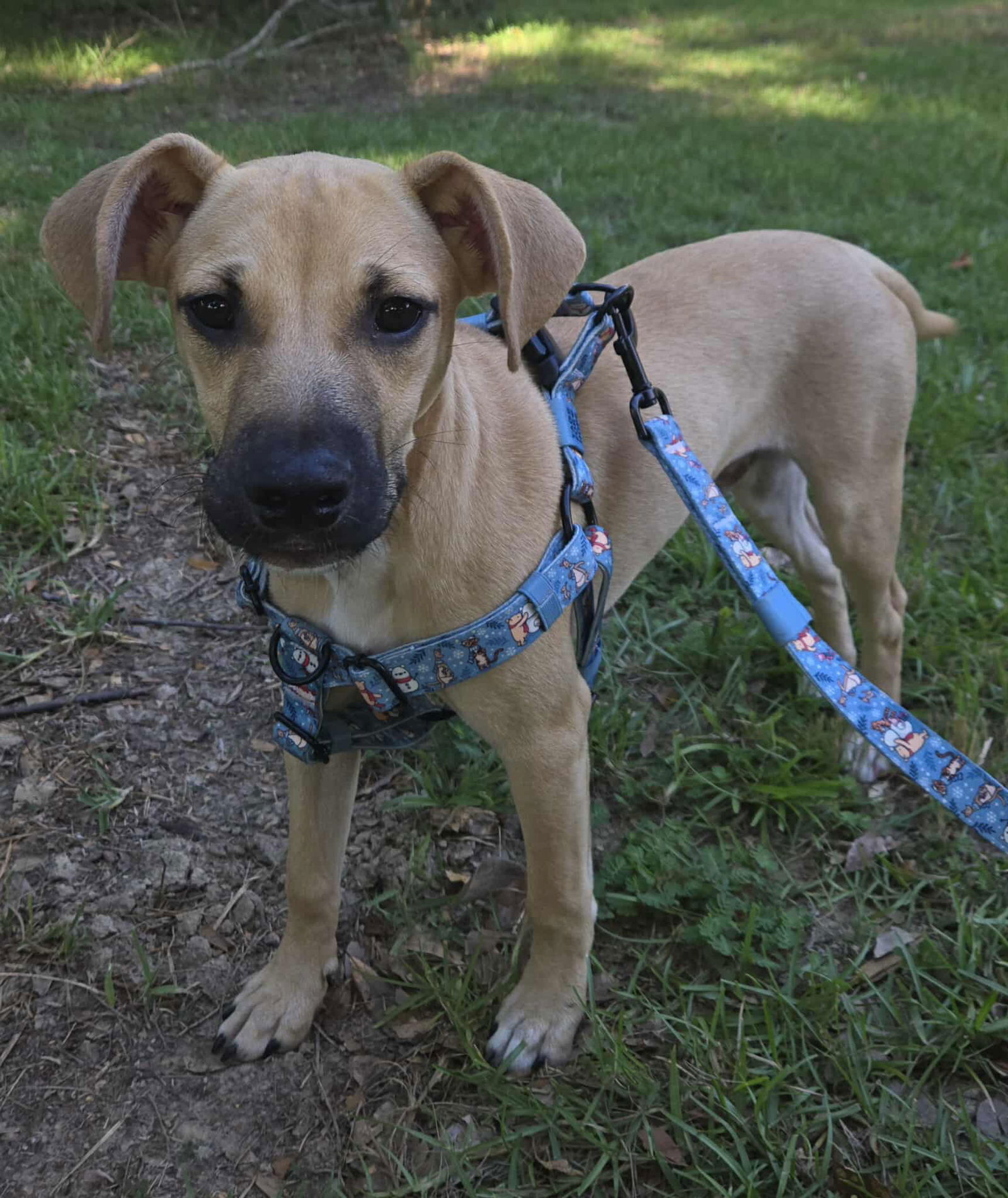 adoptable Dog in Mobile, AL named Opie