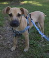 adoptable Dog in  named Opie