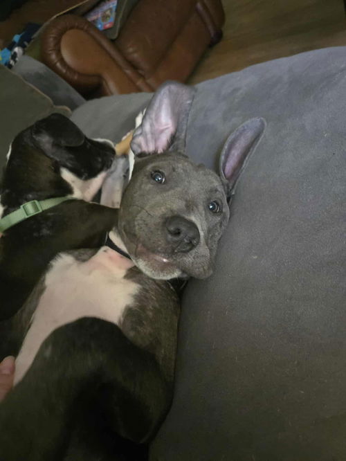 Baloo