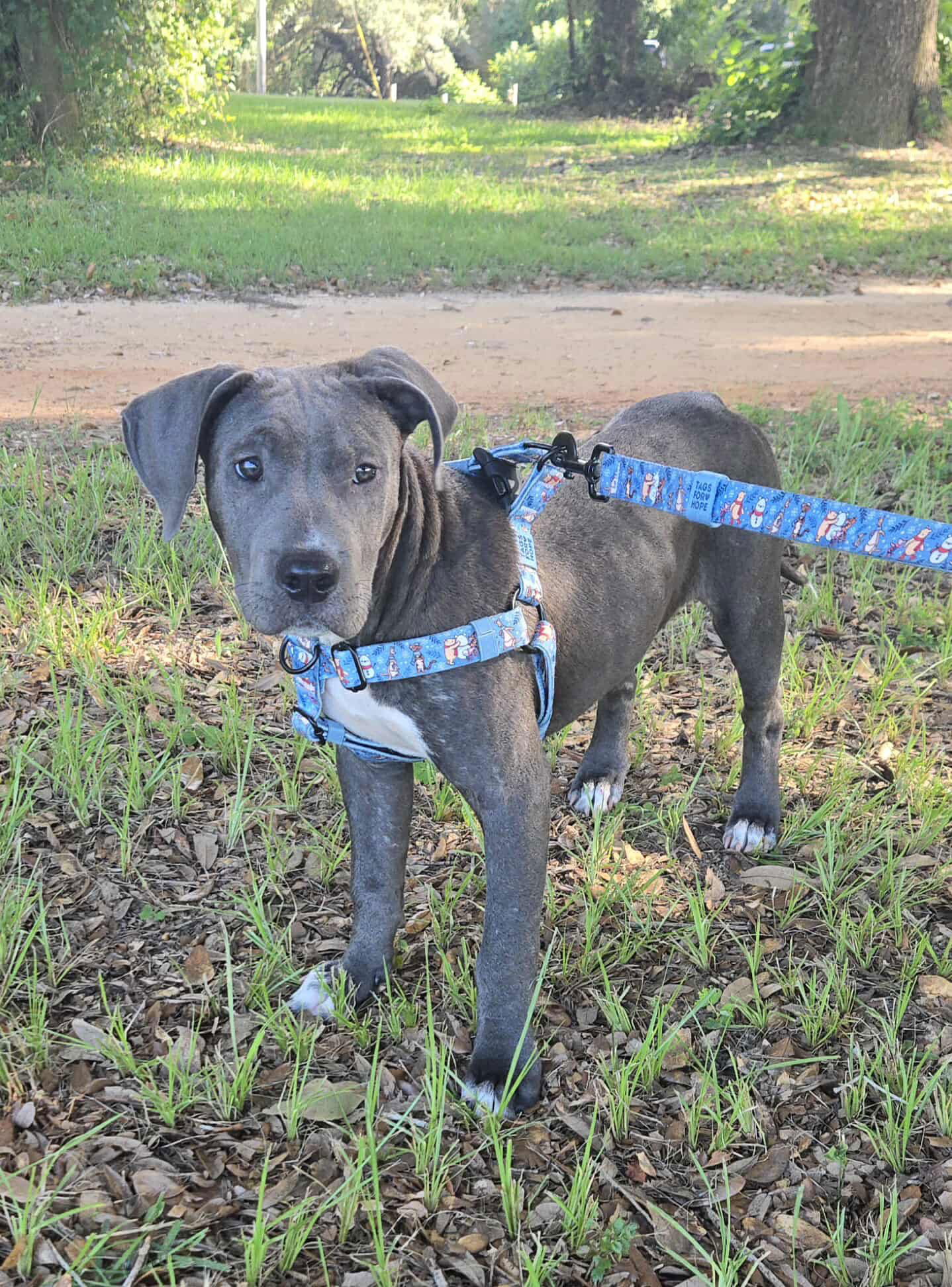 adoptable Dog in Mobile, AL named Baloo