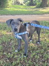 adoptable Dog in  named Baloo