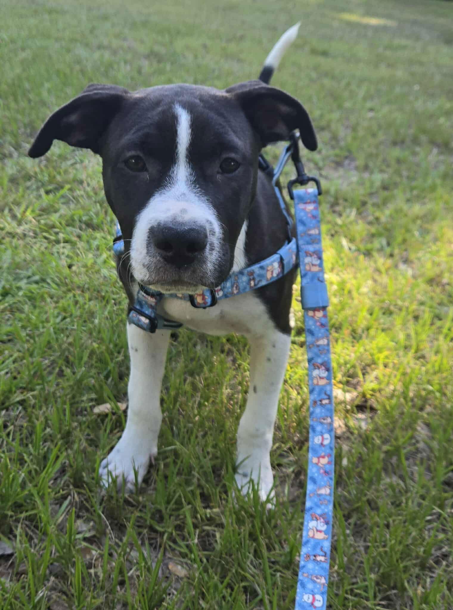 adoptable Dog in Mobile, AL named Jax
