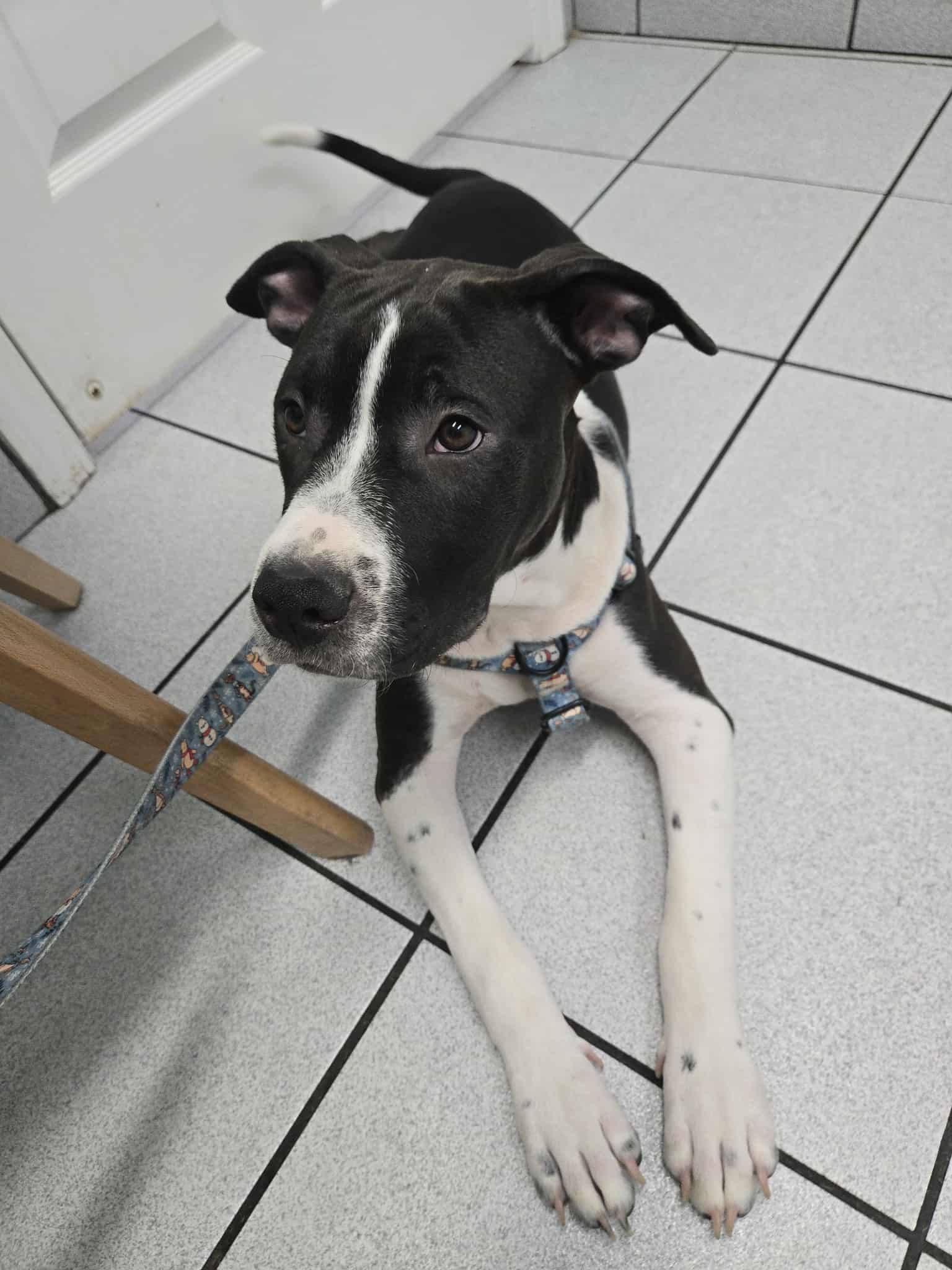 Jax - American Pit Bull Terrier