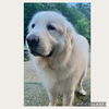 adoptable Dog in  named Magnus