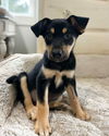 adoptable Dog in mobile, AL named Lillian
