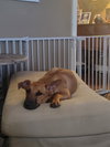 Trigger - Photo 4