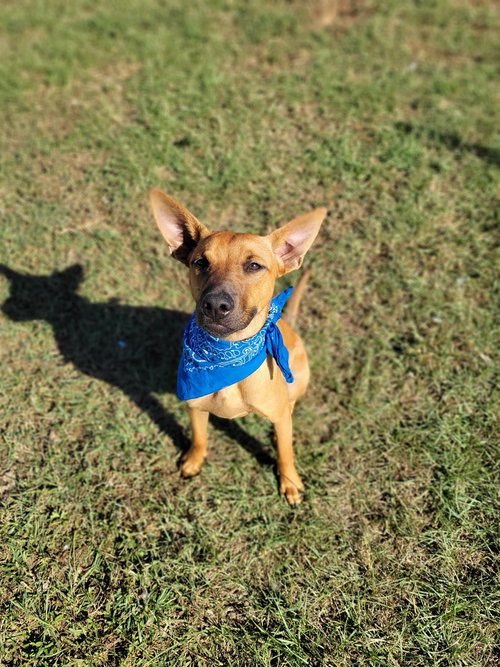 TRIGGER - Unknown available for adoption