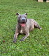 adoptable Dog in  named Porkchop