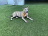 Porkchop