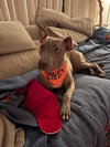 Porkchop - Photo 2
