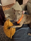 Porkchop - Photo 3