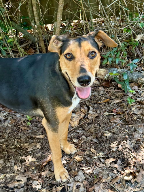 picture of the dog needing adoption