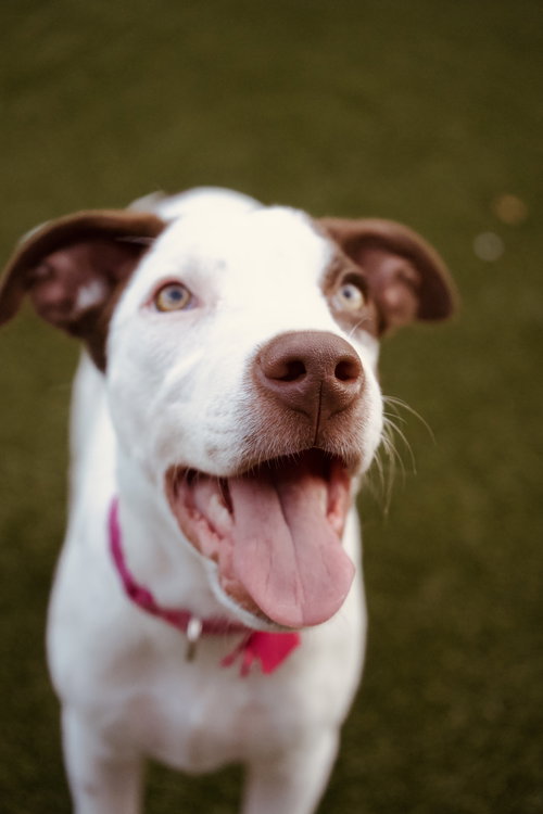 MAISIE - Unknown available for adoption