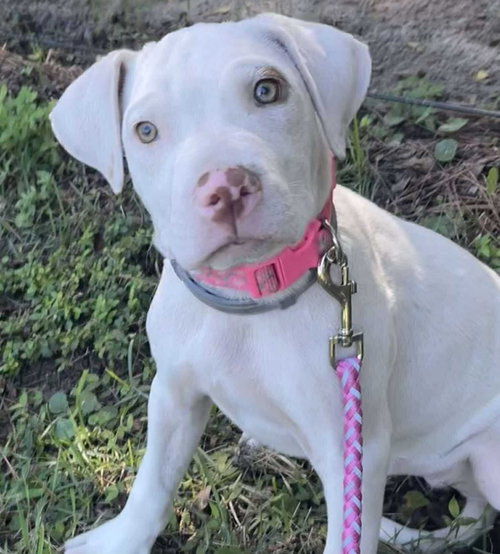 Whitey (Cookie)