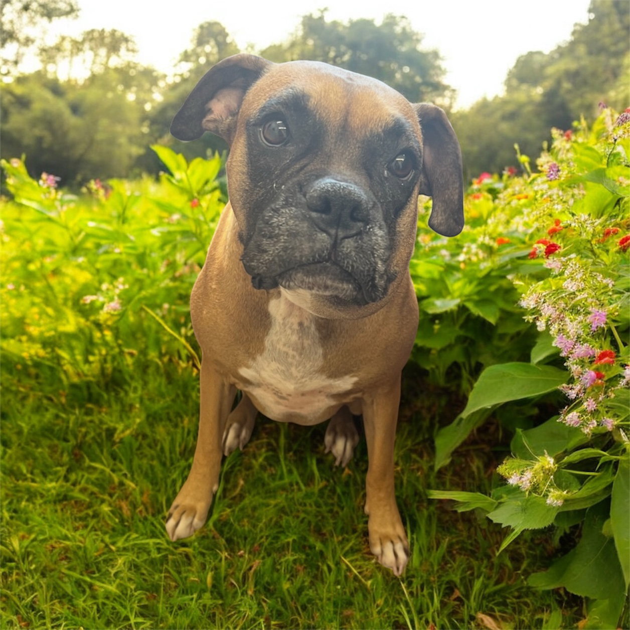 Bella Image