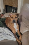 Milo