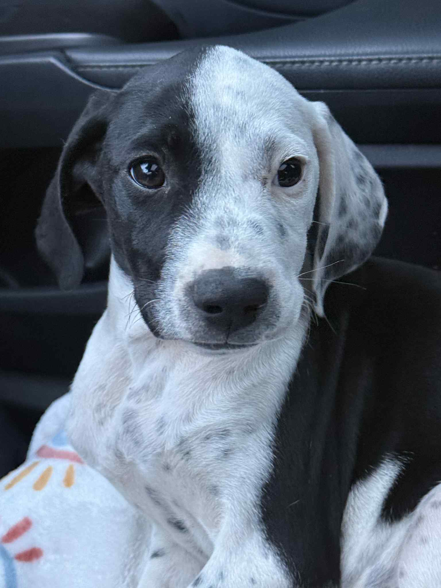 Zoey
