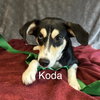 Koda - Photo 3