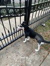 Koda - Photo 4