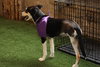 Koda - Photo 5