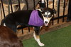 Koda - Photo 6
