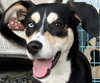 Koda - Photo 1