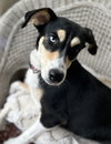 Koda - Photo 2
