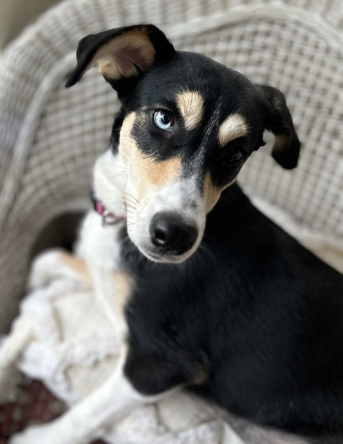 KODA - Husky / Hound available for adoption