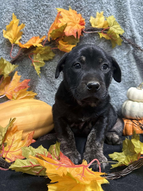 POPPY - Unknown available for adoption