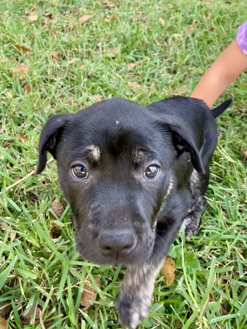 POPPY - Unknown available for adoption