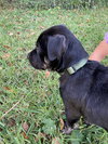 Poppy - Photo 3