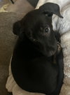 Bear - Photo 2
