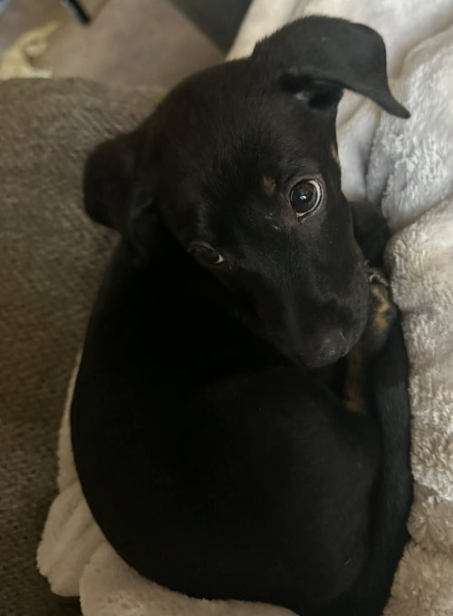 BEAR - Australian Cattle Dog/Blue Heeler / Chihuahua available for adoption