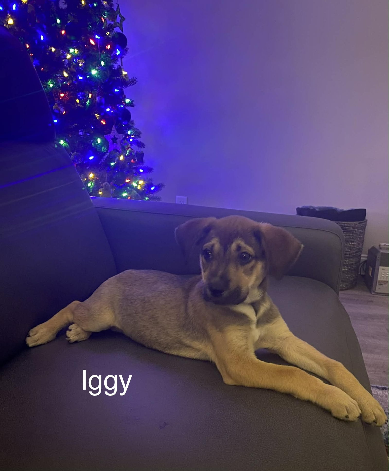 Iggy