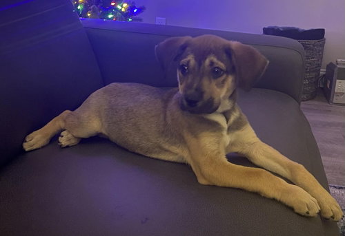 IGGY - Australian Cattle Dog/Blue Heeler / Chihuahua available for adoption