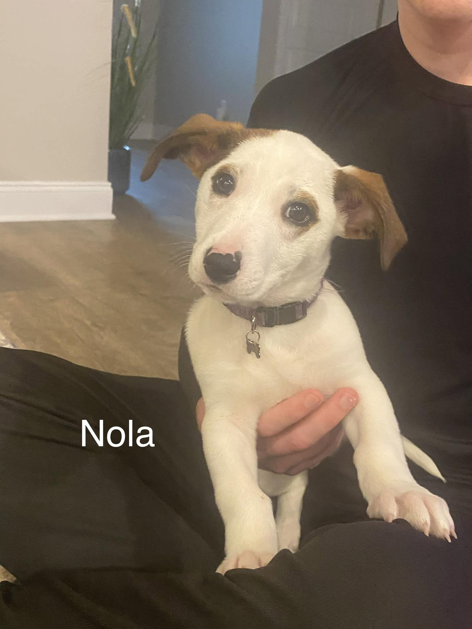 Nola
